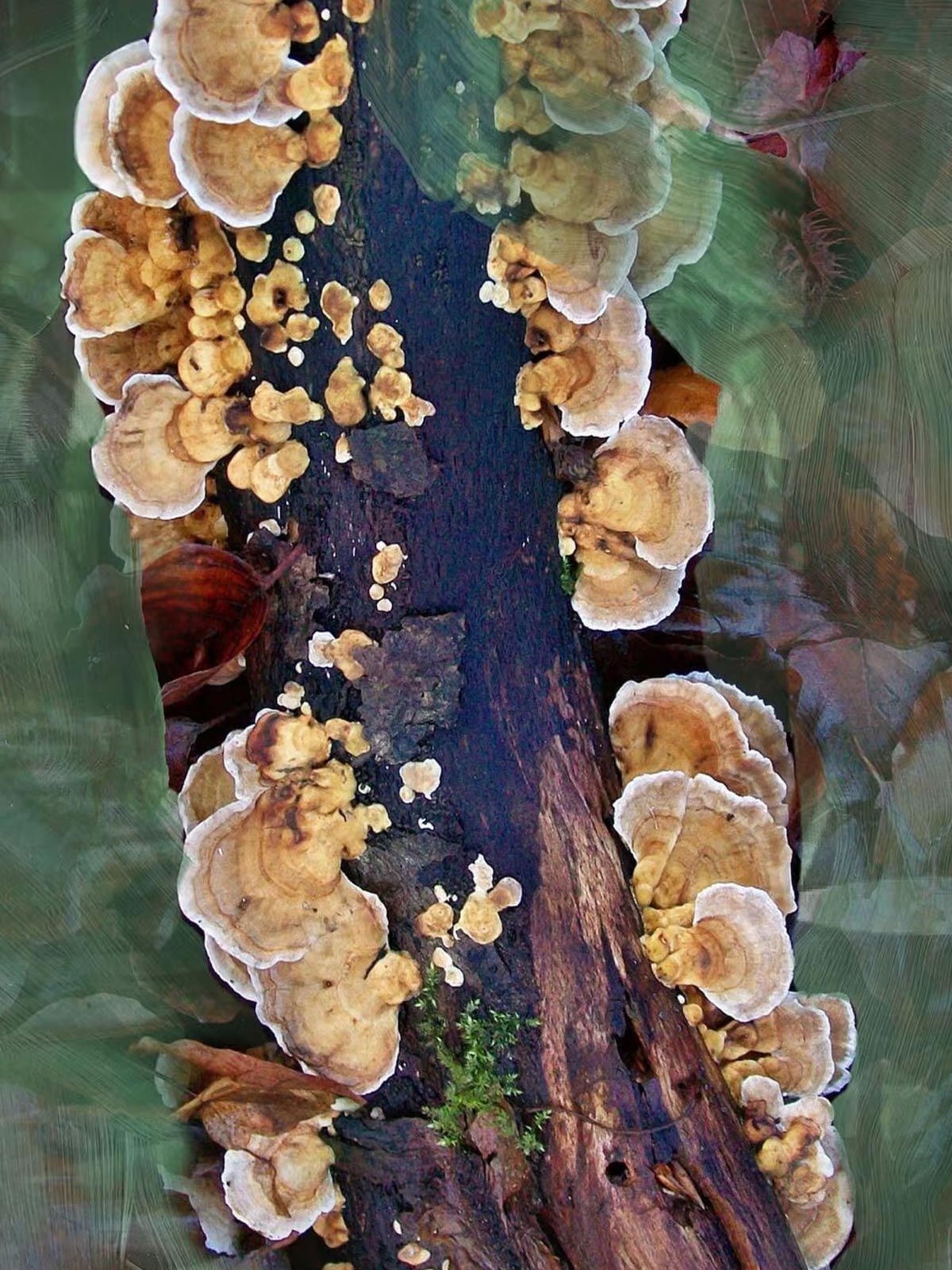 Edp Oud Immortel 100ML BYREDO